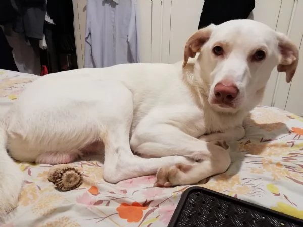 Jack cerca casa | Foto 0