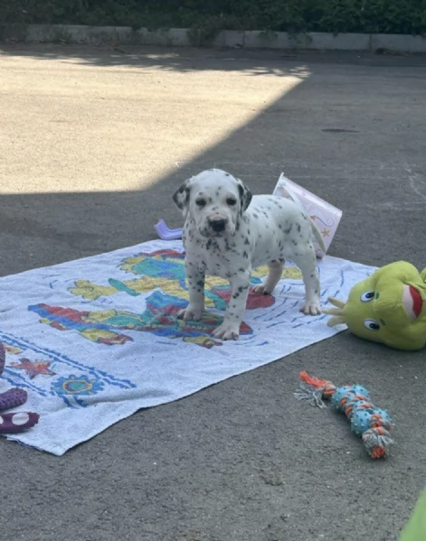 REGALO DALMATA | Foto 0