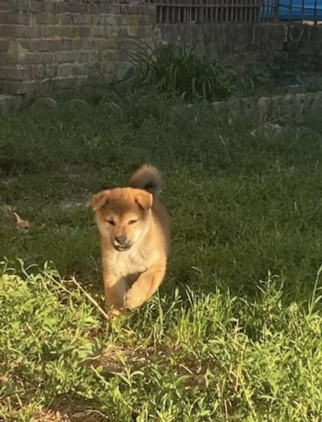  REGALO SHIBA INU