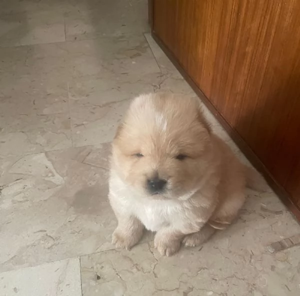 Chow Chow cuccioli | Foto 1