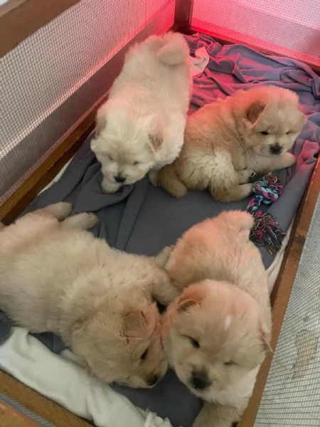 Chow Chow cuccioli | Foto 0