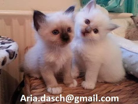 Dolcissimi Gattini Sacri di Birmania in Adozione  Cerchiamo famiglie amorevoli per questi splendidi