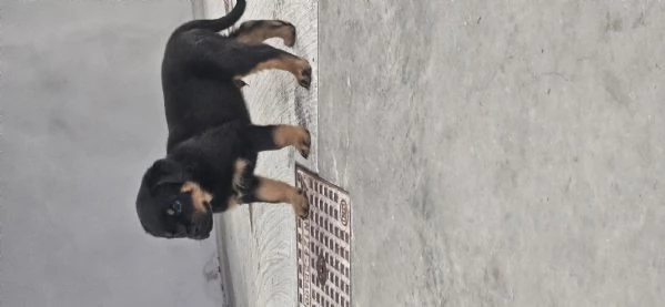 Cucciolo di Rotweiler