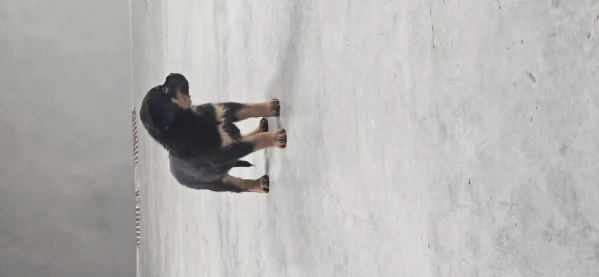 Cucciolo di Rotweiler | Foto 3