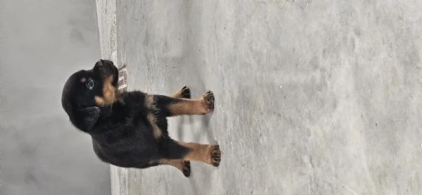 Cucciolo di Rotweiler | Foto 1