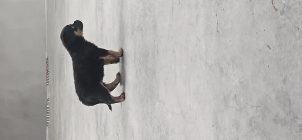 Cucciolo di Rotweiler | Foto 0