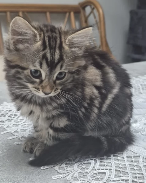 Gattini siiberianii in adozione | Foto 0