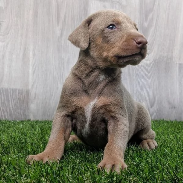 Cuccioli di Doberman | Foto 0