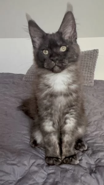 Bellissimo gattino maine coon in vendita | Foto 6