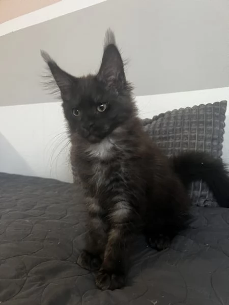 Bellissimo gattino maine coon in vendita | Foto 4