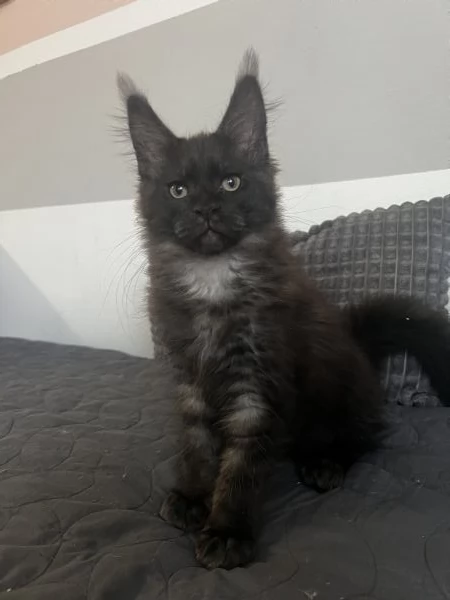 Bellissimo gattino maine coon in vendita | Foto 2