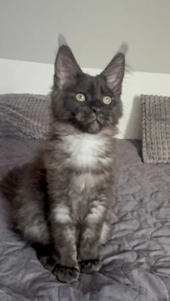 Bellissimo gattino maine coon in vendita | Foto 1