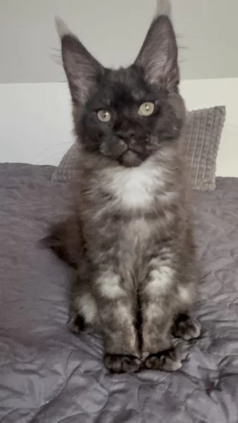 Bellissimo gattino maine coon in vendita | Foto 0