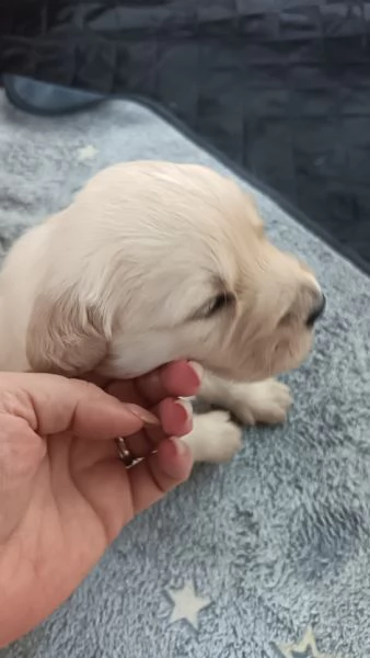 Cuccioli Anglo americani | Foto 1