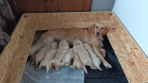 Cuccioli Anglo americani | Foto 0