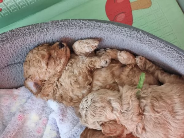 Barboncini mini toy | Foto 4