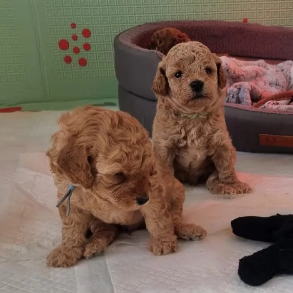 Barboncini mini toy | Foto 1