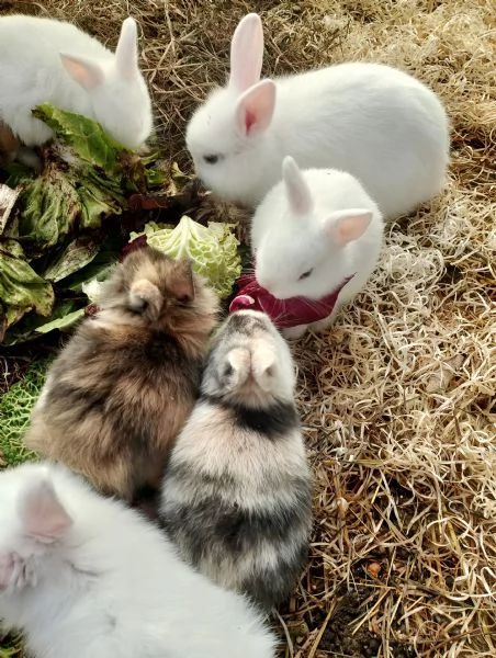 Vendo coniglietti nani  | Foto 0
