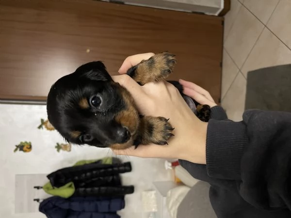 Bassotto tedesco nano pelo lungo 