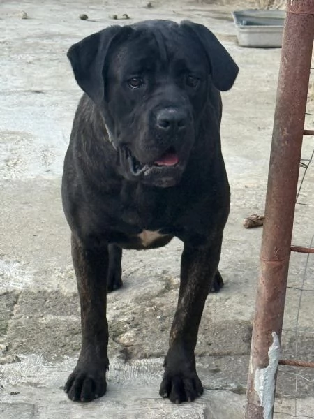 3 Cuccioli Cane Corso Puro provincia di Roma | Foto 6