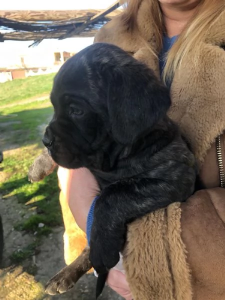 3 Cuccioli Cane Corso Puro provincia di Roma | Foto 5