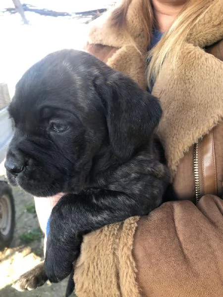 3 Cuccioli Cane Corso Puro provincia di Roma | Foto 4