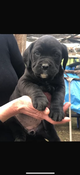 3 Cuccioli Cane Corso Puro provincia di Roma | Foto 2
