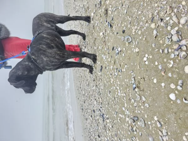Cucciolo Cane Corso | Foto 4