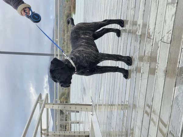 Cucciolo Cane Corso | Foto 3