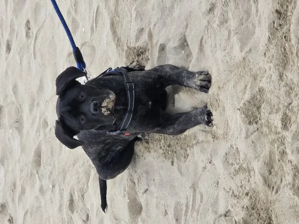 Cucciolo Cane Corso | Foto 1