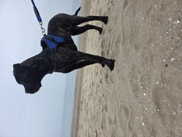 Cucciolo Cane Corso | Foto 0