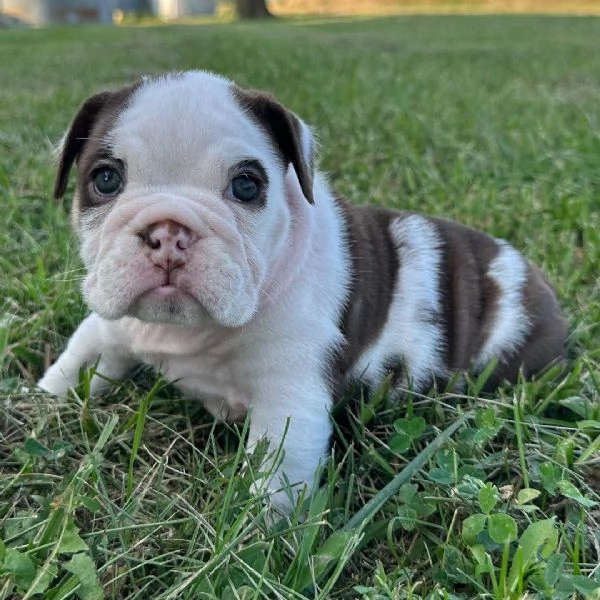Bulldog Inglese cuccioli maschio e femmina | Foto 0