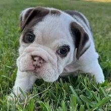 Bulldog Inglese cuccioli maschio e femmina