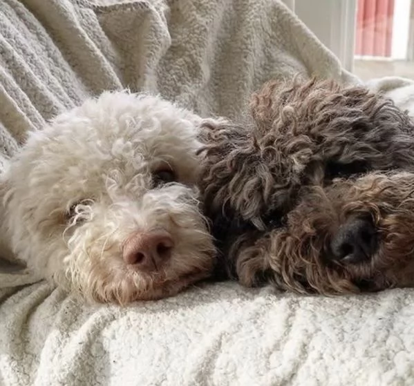 Lagotto cuccioli maschio e femmina | Foto 0