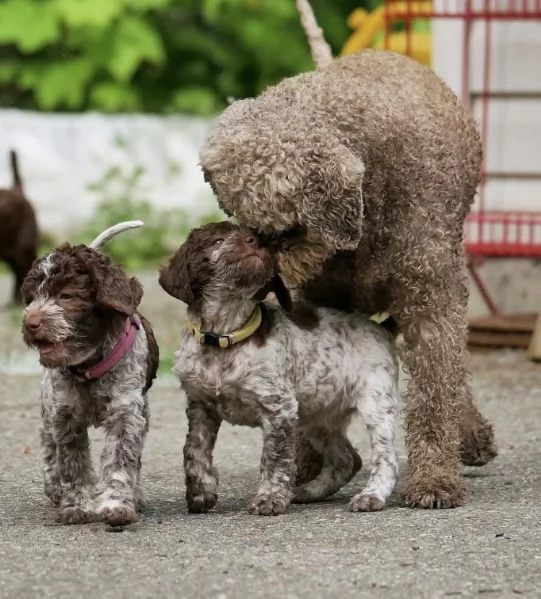 Lagotto cuccioli maschio e femmina