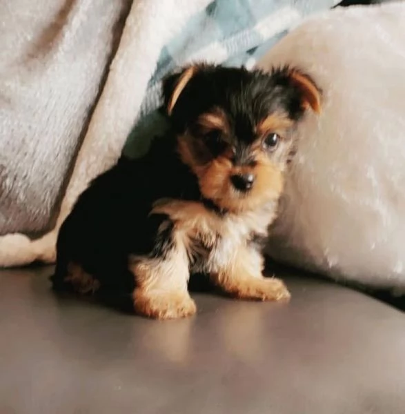 Yorkshire Terrier cuccioli maschio e femmina