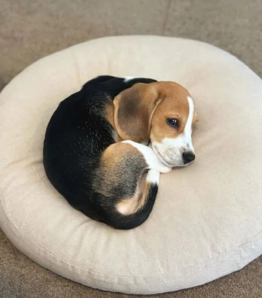 Beagle cuccioli maschio e femmina