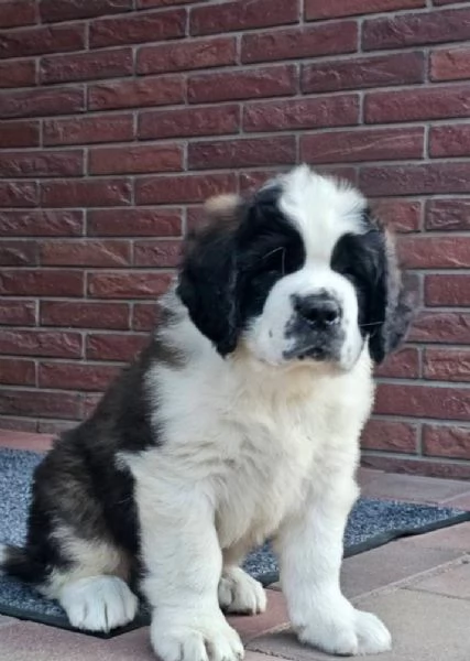 San Bernardo cuccioli maschio e femmina