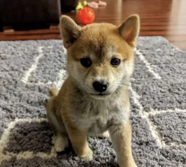 Akita inu cuccioli maschio e femmina