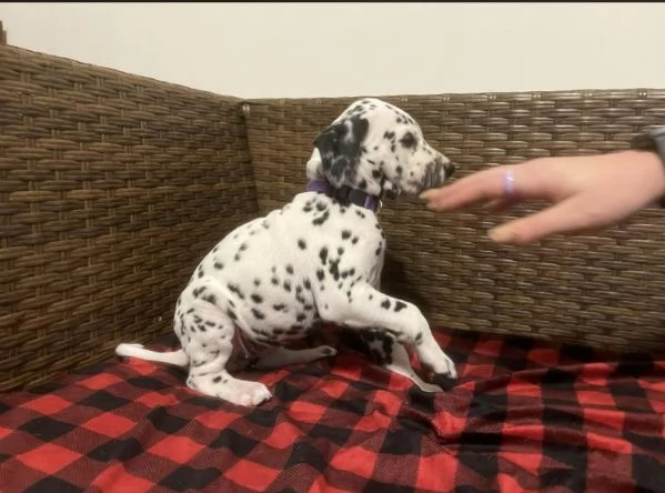 Dalmata cuccioli maschio e femmina | Foto 0