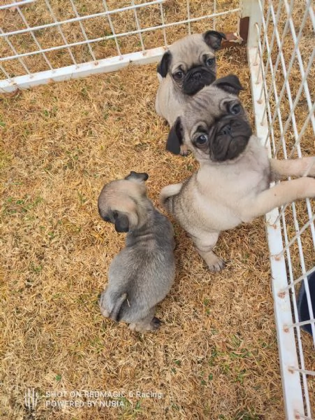 Carlino Pug cuccioli maschio e femmina