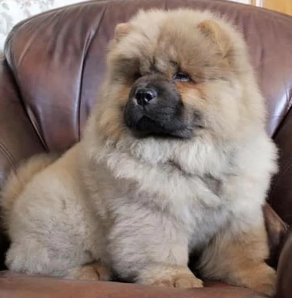 Chow Chow cuccioli maschio e femmina
