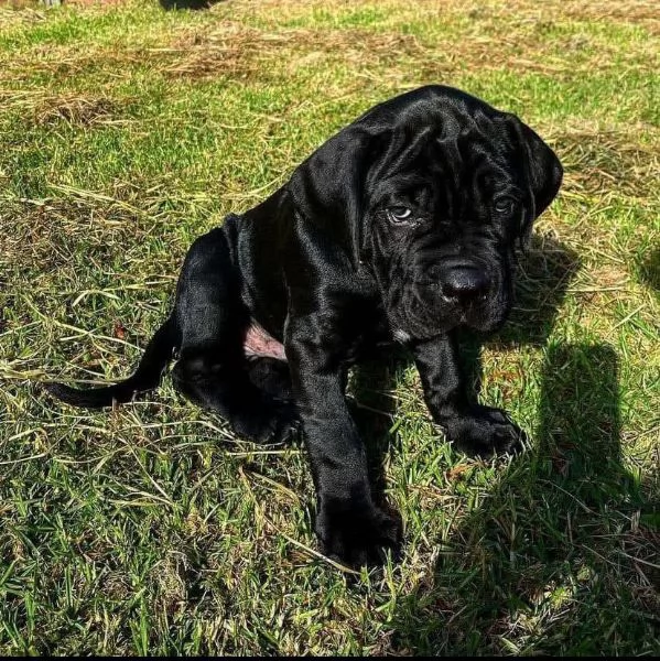 Cane Corso cuccioli maschio e femmina