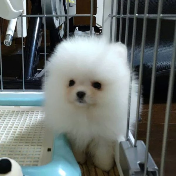 Splitz Pomeranian cuccioli maschio e femmina | Foto 0