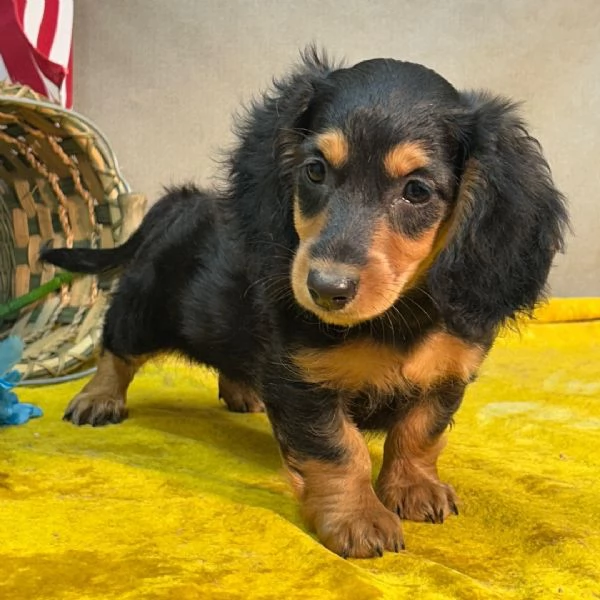 Bassotto nana cuccioli maschio e femmina