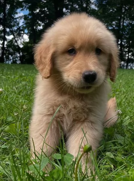Golden retriever cuccioli maschio e femmina