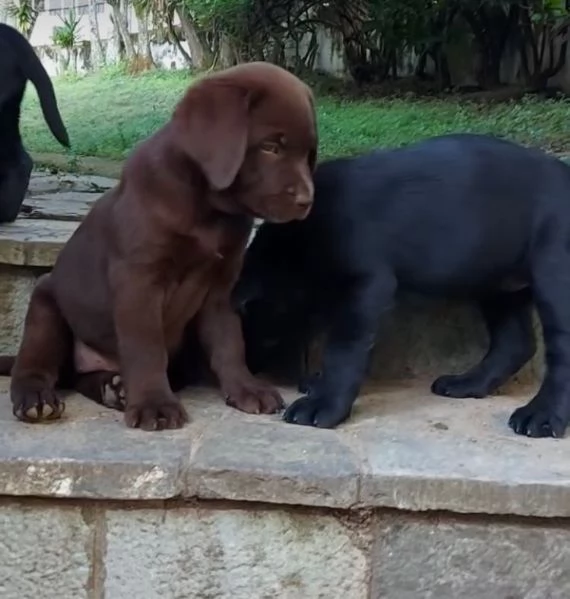 Larador cuccioli maschio e femmina
