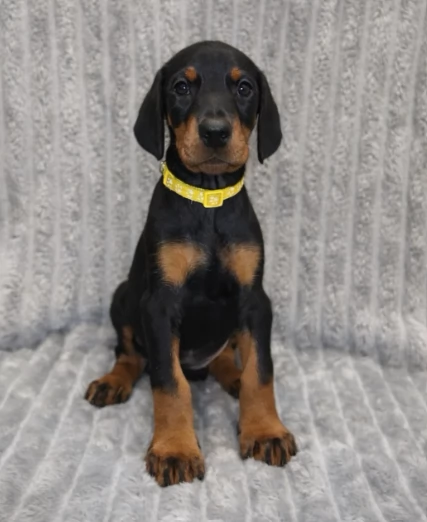 Cuccioli di Dobermann con pedigree 