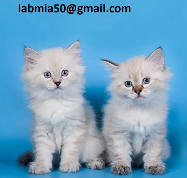  gattini siberiani in Adozione Cerchiamo famiglie amorevoli per questi splendidi gattini siberiani 