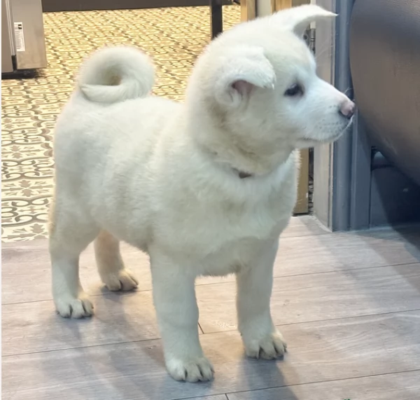 Akiita Innu Bianco sani e ben socializzati